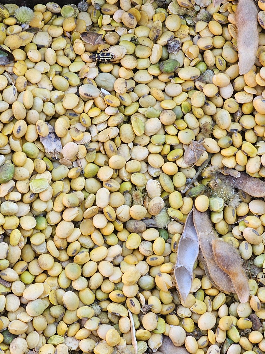 gajoderama's tweet photo. Soja sobre maíz. 9 qq/ha, 20% del rinde proyectado a la siembra. 60% de grano verde dañado por helada. Pero lo mismo me castigan con 33% de Derechos de Exportación más diferencial cambiario. Además pago anticipos de ganancias aún con semejantes pérdidas. Gobierno perverso! https://t.co/jGYr1FktKd