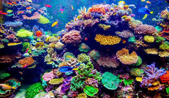 RandomStuffHQ's tweet image. Did you know that the Great Barrier Reef, located in Australia, is the world’s largest living structure, and it’s so big that it can be seen from outer space? #GreatBarrierReef #Australia #AmazingFacts