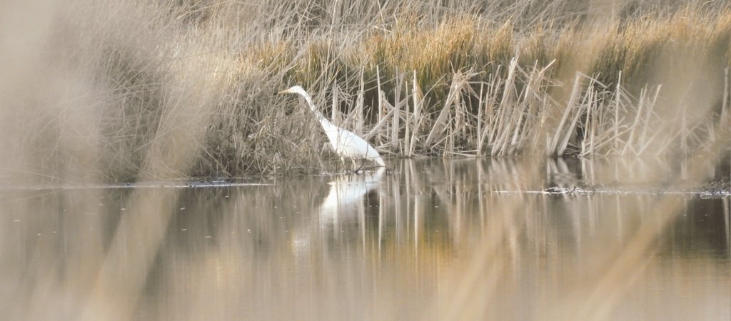 klaaswillemb's tweet photo. Lentekriebels in de natuur... #buizerd (grote) #zilverreiger #easterskar #weekendsunshine #primaveral #Friesland #landscapephotography #paisajes #spring @chris4nature @anabelperezh @anamaria190977 @Team4Nature https://t.co/hBWFsPyp7n