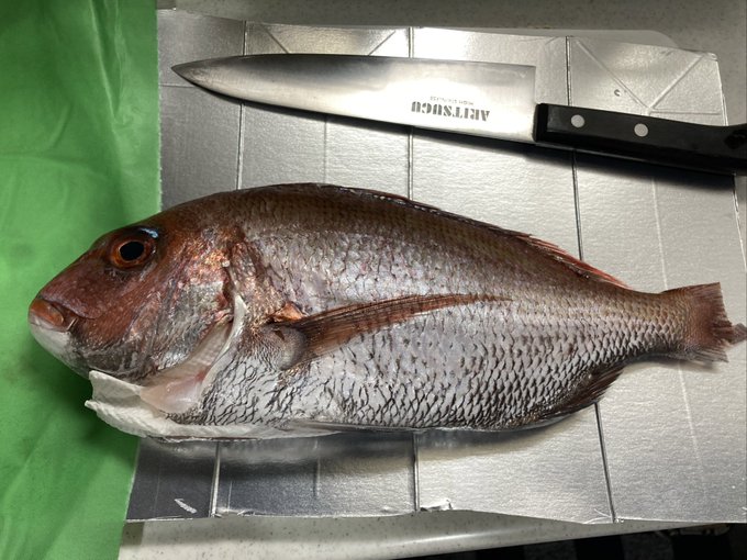 かろちーから送って貰った鯛を三枚に。
コブ付き鳴門の美味しそうな鯛とキダイくん、食べるの楽しみ。

それにしてもキダイ顔可愛すぎる 