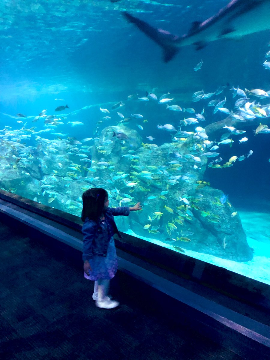 MrsVentre's tweet photo. We had such an amazing day at @AdventureAqua!  💙🦈 https://t.co/9E32cb9tGE