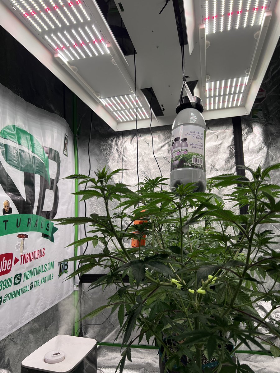 Morning views from the 4x4

<a href="/tnbnatural/">TNB Naturals</a> 
<a href="/SolfireGardens/">Solfire Gardens</a> 
<a href="/Mmemberville_/">#Mmemberville Community 🍃</a> 

#growyourown #CannabisCommunity #Mmemberville