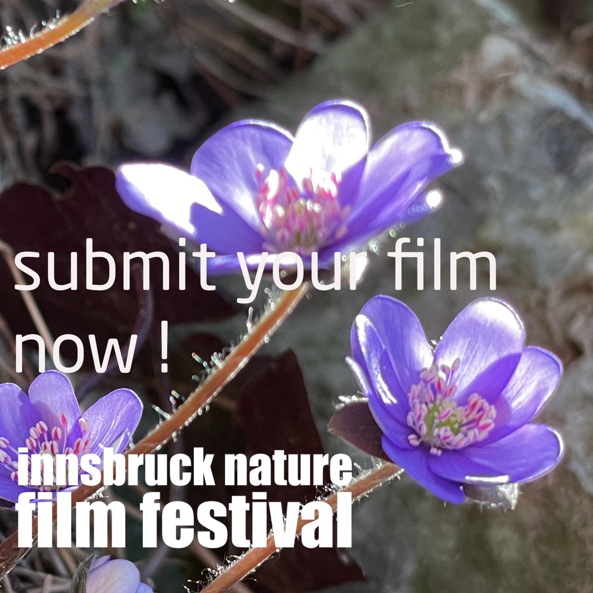 Filmmakers, production companies, the submission window at INNSBRUCK NATURE FILM FESTIVAL is open now! Great prize of the city of Innsbruck and other awards wait for your film! New category for mid-length films! inff.eu