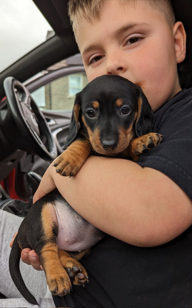 BickelDebbie's tweet image. Puppy spam @PUNC14 new PUNC pet. Daisy the Daushound 🥰