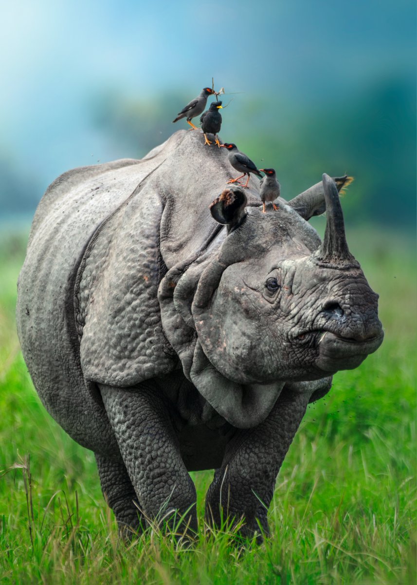 NatGeoIndia's tweet photo. POV: You're the host of a house party. 🏠🎉

Pictured here is a one-horned rhino.

#DidYouKnow: The greater one-horned rhino, which is also called the Indian rhino, is known to be the world's largest species of rhinos!

#Repost from Instagram | Jayanta Guha 📸 https://t.co/qZkOZFd2Ee