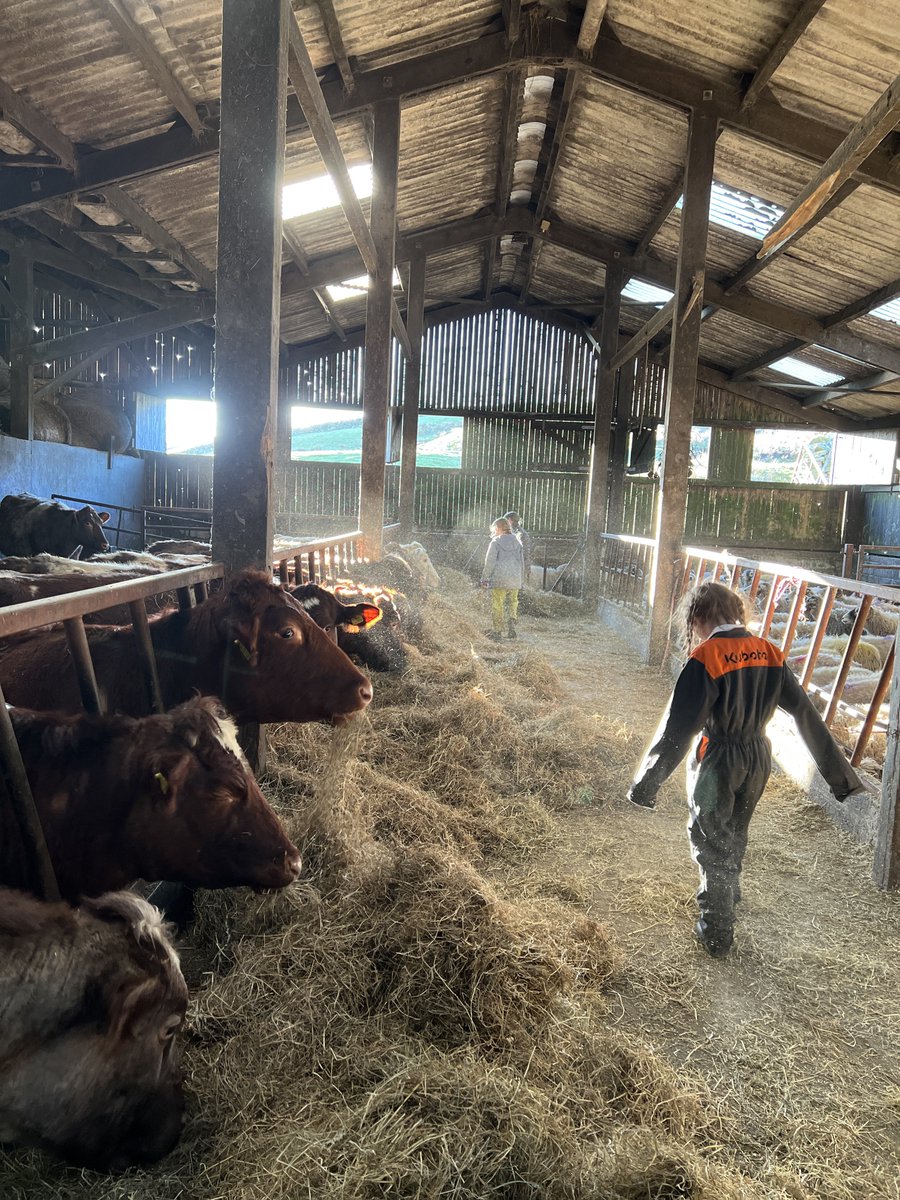 AmandaOwen8's tweet image. The fodder gang. 👭👬🐮🐮🐮🐮🐮

Foddergang ~
The passage linking byre to hay mew along which the hay was carried &amp;amp; the cows then foddered. 
Old Norse ‘fóthr’ feed &amp;amp; ‘gangr’ to go.

#yorkshire #swaledale #fodder #hay