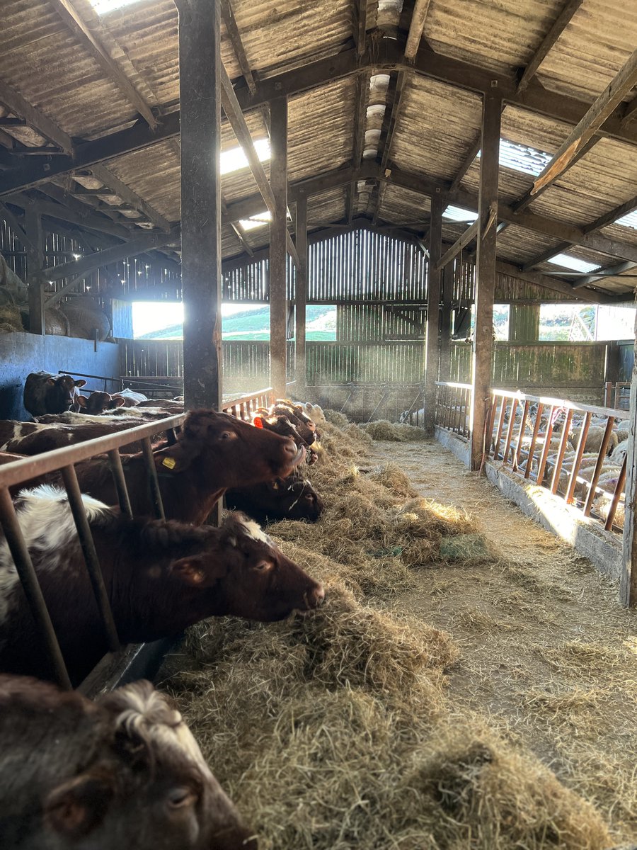 AmandaOwen8's tweet image. The fodder gang. 👭👬🐮🐮🐮🐮🐮

Foddergang ~
The passage linking byre to hay mew along which the hay was carried &amp;amp; the cows then foddered. 
Old Norse ‘fóthr’ feed &amp;amp; ‘gangr’ to go.

#yorkshire #swaledale #fodder #hay