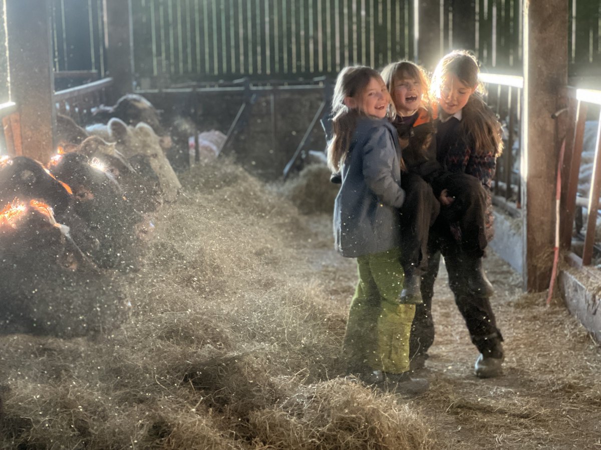 AmandaOwen8's tweet image. The fodder gang. 👭👬🐮🐮🐮🐮🐮

Foddergang ~
The passage linking byre to hay mew along which the hay was carried &amp;amp; the cows then foddered. 
Old Norse ‘fóthr’ feed &amp;amp; ‘gangr’ to go.

#yorkshire #swaledale #fodder #hay