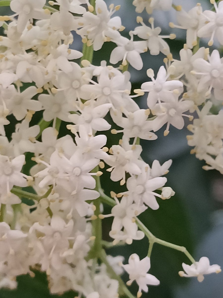 tikulli's tweet image. Sambucus blooming in abundance at @sundernursery. @seasonwatch_in @NDNS_HQ #Flowers #flowering #delhispring #springflowers #flowerphotography #flowerlover