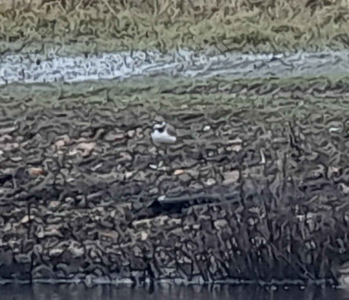 First Little-ringed Plover of 2023 at Lea Farm Lake this morning