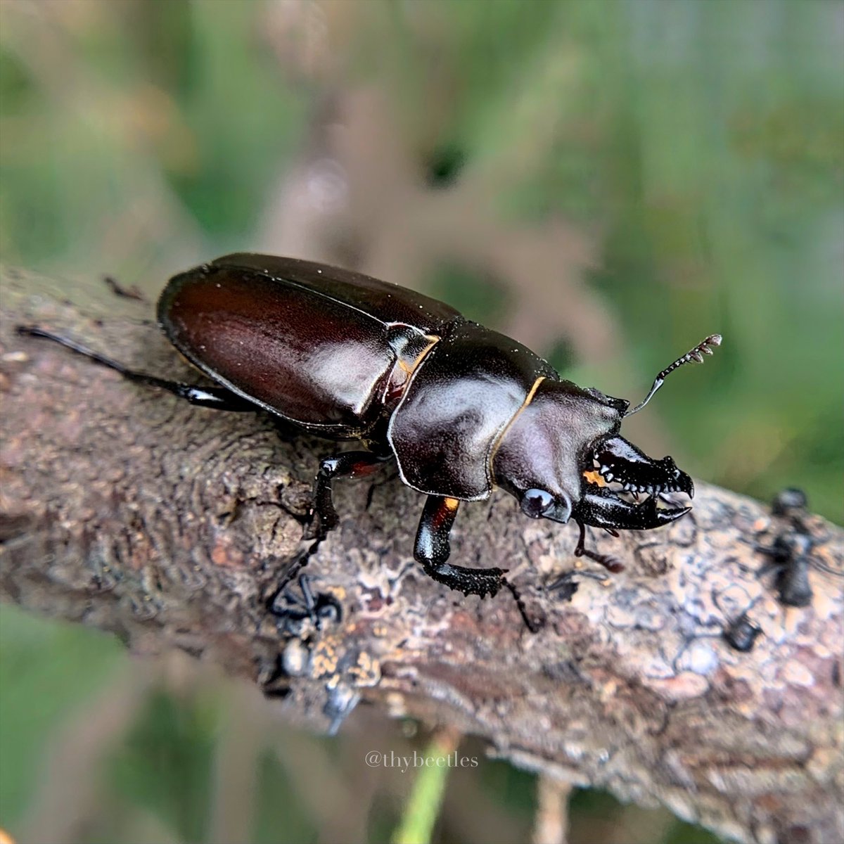 THYbeetles's tweet photo. Prismognathus cheni cheni
金鬼鍬形蟲 https://t.co/vDg5cRNs0j