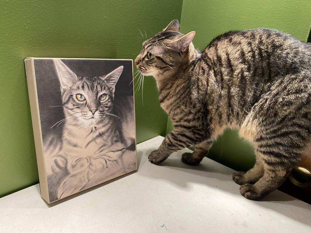 lesleyalexandra's tweet photo. Mescal giving his portrait a final inspection
#tabby #tabbycat #tabbycatsofinstagram #tabbysofinstagram #tabbycatworlddomination #tabbycatsrule #catportrait #catportraitartist #petportraitartist #animalart #petportrait https://t.co/RDktI4FYgd https://t.co/XJ4Kv0Z2HI