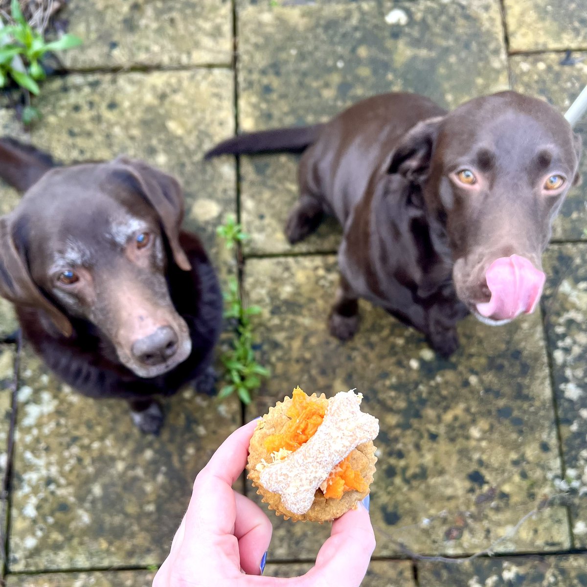 BarboraTDE's tweet photo. Made woofins for Trav’s 12th Birthday! 
Doggos defo approved 🐶🧁😋
#dogsofinstagram #choclab https://t.co/RFDzwS10ta