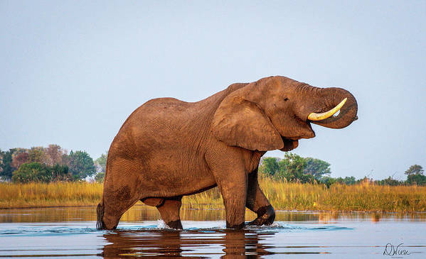 #elephantlovers #elephant #africanelephant #botswana #botswanasafari #okavangodelta #photography #wildlifephotography #AYearForArt get it here!
 fineartamerica.com/featured/afric…