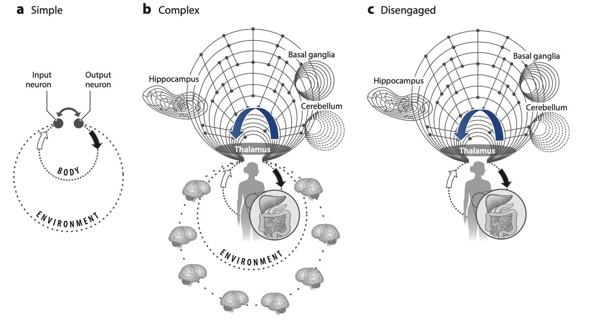 Important new review on "embodied mind".
Buzsáki and Tingley: cognition from allostasis. 
annualreviews.org/doi/abs/10.114…