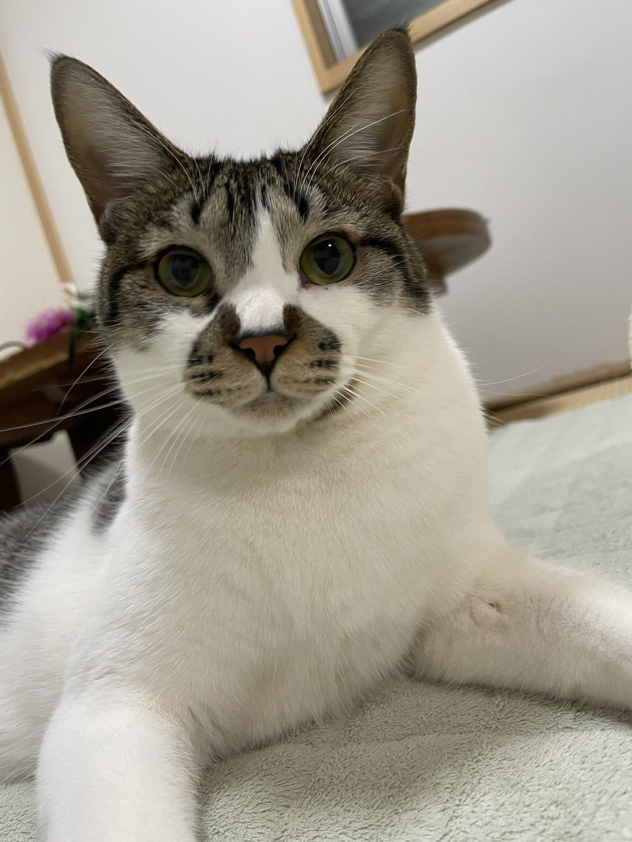 でんすけ劇場 tweet media