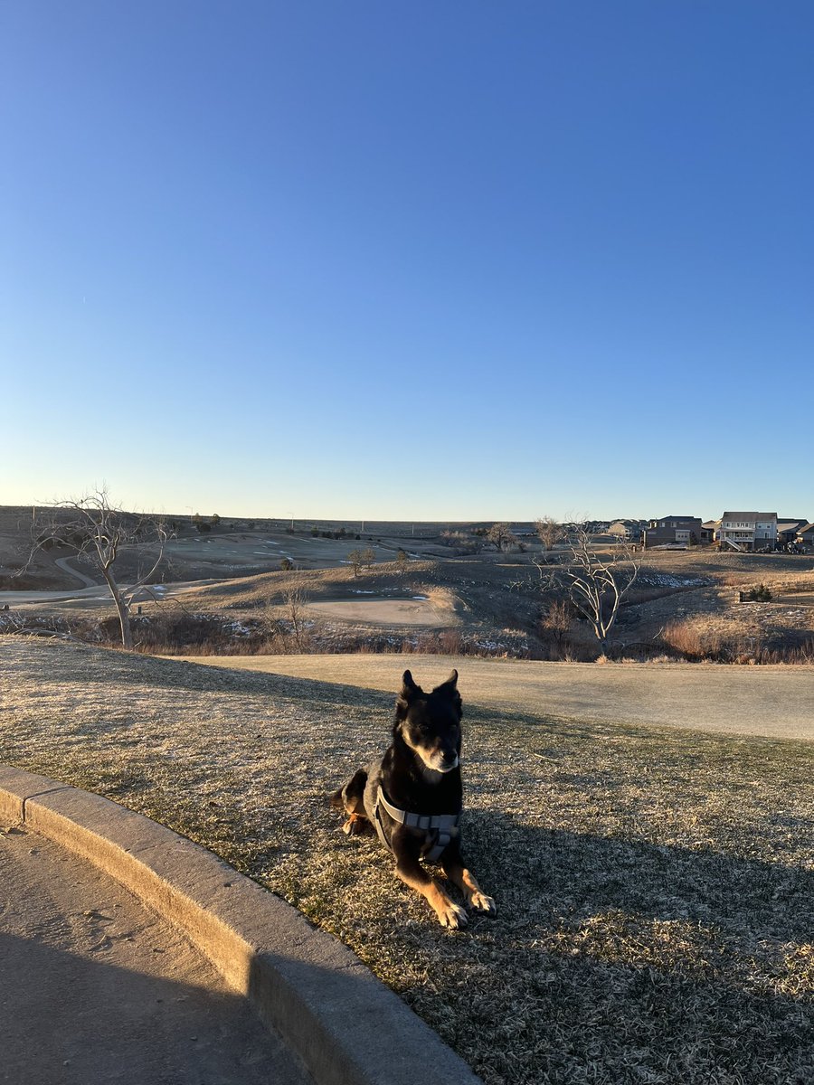GarrettNaill1's tweet photo. I think Rusty may be a little unsure of these temperatures, but the part timer is back at it in Colorado @DogsOfTurf @RMGCSA https://t.co/SnJDwlkOjm