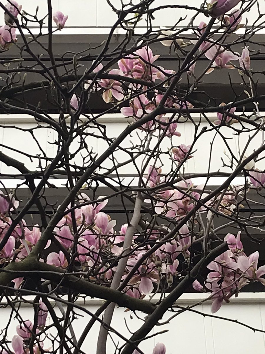 rtruscott's tweet image. Some rather lovely magnolia blossom in Berthold Lubetkin &amp;amp; Tecton Architects’ Priory Green Estate this morning! #SpringBlossom #SpringInLondon