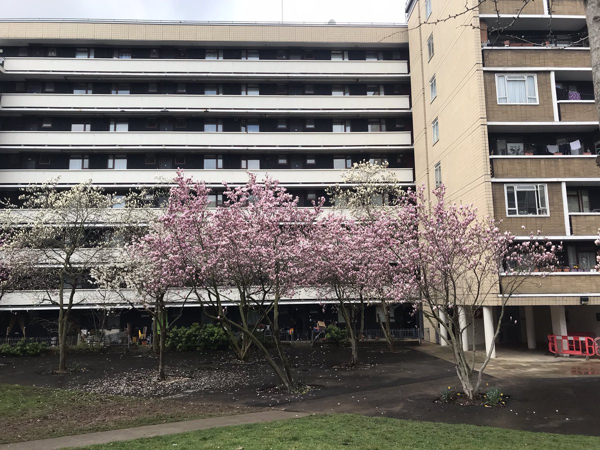 rtruscott's tweet image. Some rather lovely magnolia blossom in Berthold Lubetkin &amp;amp; Tecton Architects’ Priory Green Estate this morning! #SpringBlossom #SpringInLondon