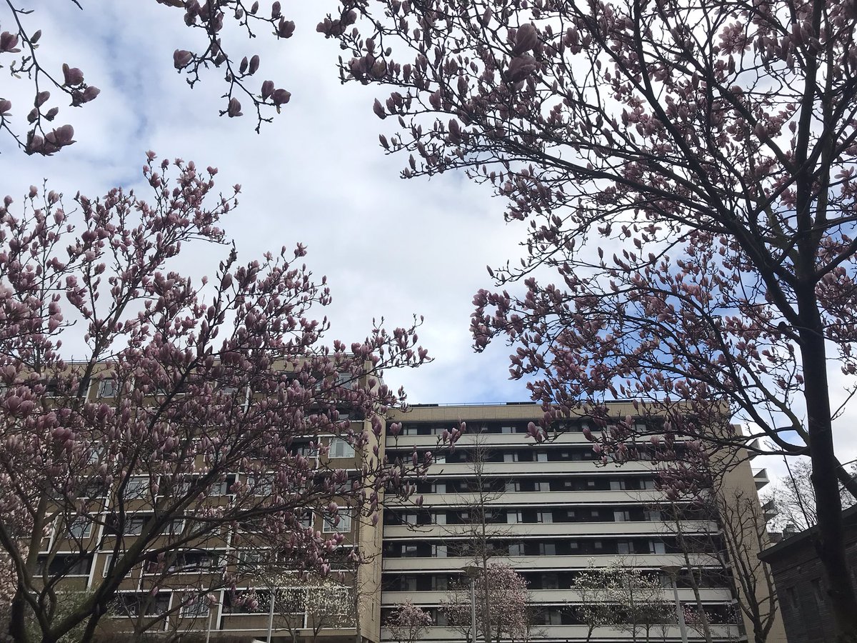 rtruscott's tweet image. Some rather lovely magnolia blossom in Berthold Lubetkin &amp;amp; Tecton Architects’ Priory Green Estate this morning! #SpringBlossom #SpringInLondon