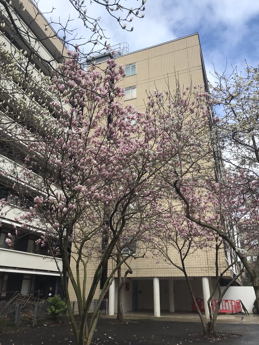 Some rather lovely magnolia blossom in Berthold Lubetkin & Tecton Architects’ Priory Green Estate this morning! #SpringBlossom #SpringInLondon