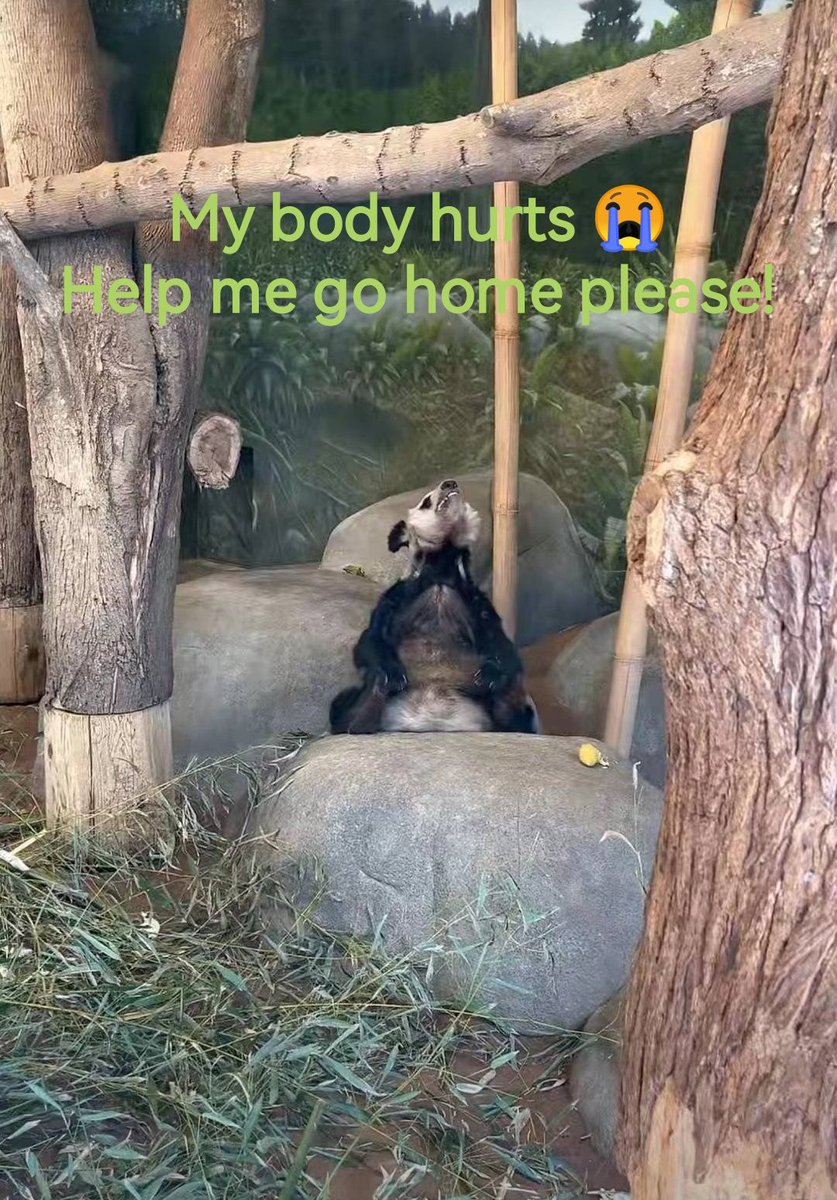 NoraGeng_'s tweet photo. Hi, I'm YaYa. I'm a panda living in Memphis Zoo in America. I have a boyfriend named LeLe. But he was killed in Memphis Zoo. I lost him and heartbroken. I feel so hungry and frustrated, my body hurts. I wanna go home China. Could you please help me? #YAYA #LeLe #pandas #animals https://t.co/K5syKFcpCU