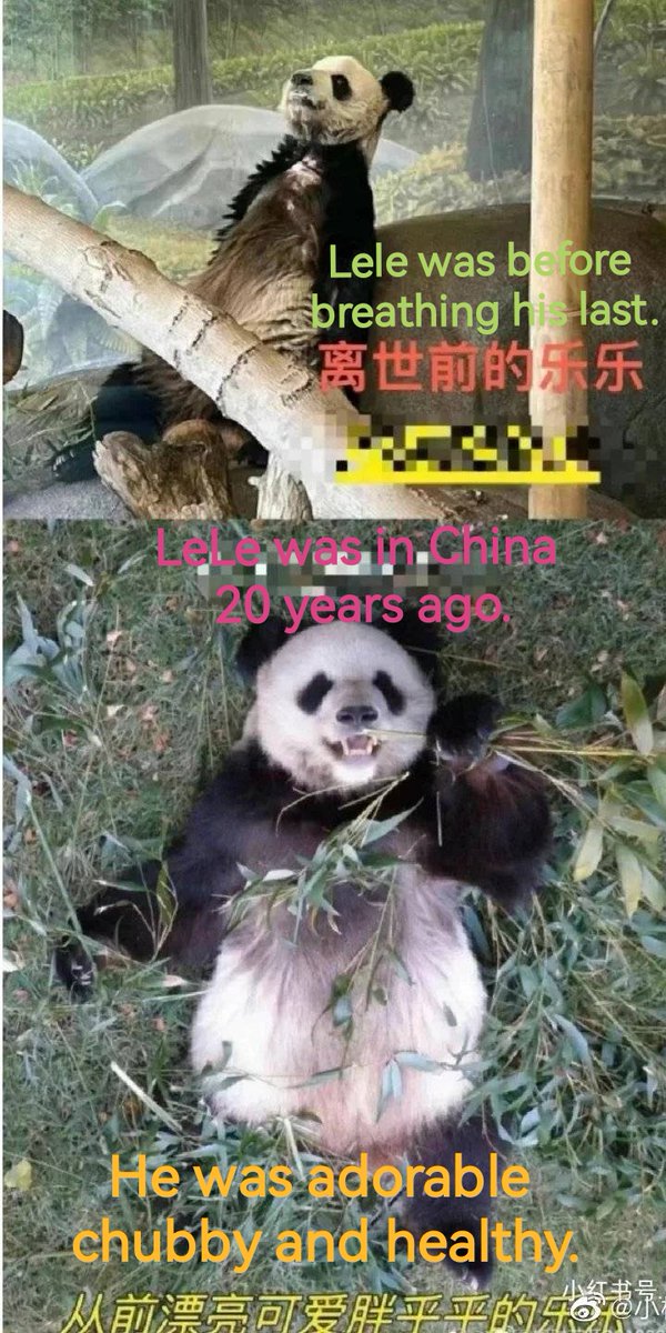 NoraGeng_'s tweet photo. Hi, I'm YaYa. I'm a panda living in Memphis Zoo in America. I have a boyfriend named LeLe. But he was killed in Memphis Zoo. I lost him and heartbroken. I feel so hungry and frustrated, my body hurts. I wanna go home China. Could you please help me? #YAYA #LeLe #pandas #animals https://t.co/K5syKFcpCU