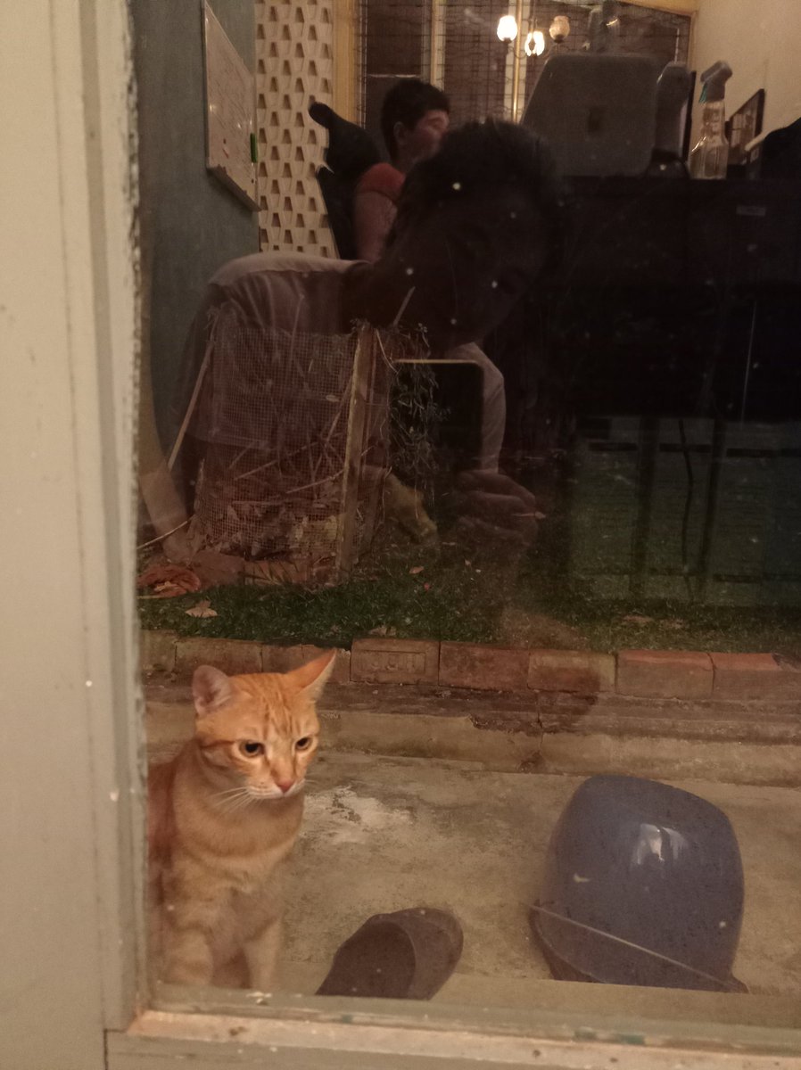 zedecksiew's tweet photo. Alalala ... Locked out. So ke-chi-an. Alalala.

(Prawn is better now, and no longer yellow.) (Not any more than usual.)

#prawn #localfauna https://t.co/faUZX0dEUS