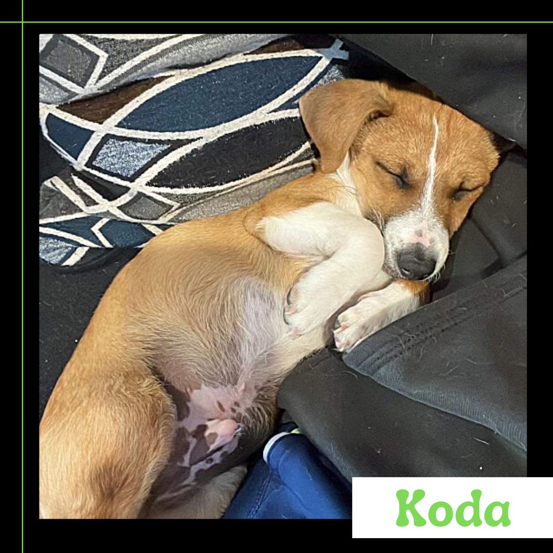 Koda enjoying his home sweet home 💚