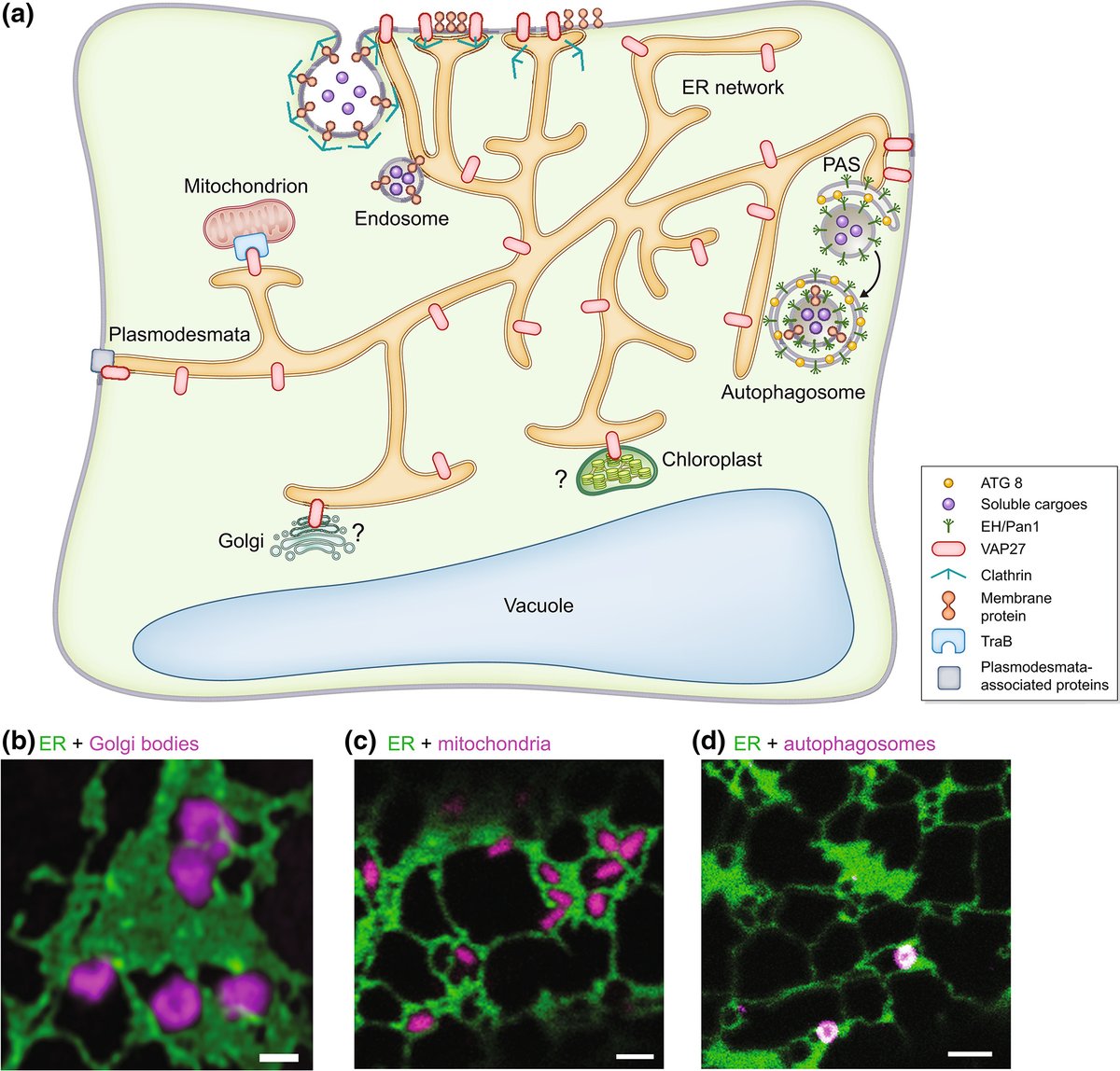 New Phytologist (@newphyt) on Twitter photo Keep in contact: multiple roles of endoplasmic reticulum–membrane contact sites and the organelle interaction network in plants
#TansleyReview 👇
📖 ow.ly/wnqj50Nkmz3
<a href="/wileyplantsci/">Wiley Plant Science</a> Keep in contact: multiple roles of endoplasmic reticulum–membrane contact sites and the organelle interaction network in plants
#TansleyReview 👇
📖 ow.ly/wnqj50Nkmz3
<a href="/wileyplantsci/">Wiley Plant Science</a>