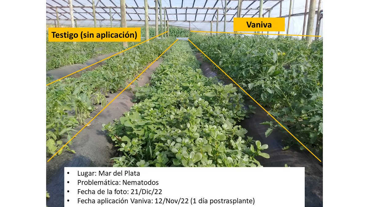 Vaniva, de Syngenta, simplemente contundente en el control de Nematodos y Fusarium en el cultivo de Tomate 🍅.