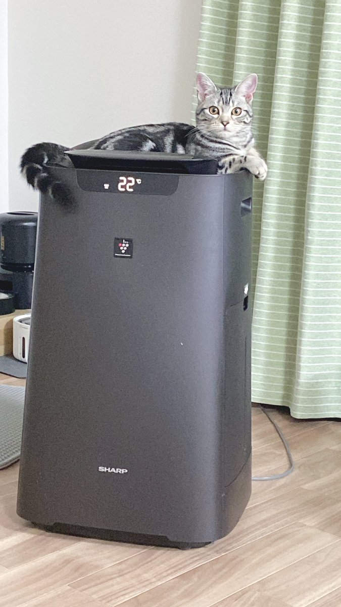 utikado1222's tweet photo. 空気清浄機の空気を1人で浴びるココちゃん🐱 https://t.co/uL4qnjFY7W