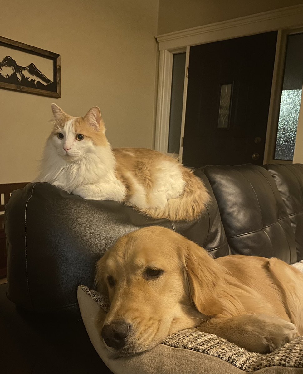 Frenemies! #oakleyandellie #CatsOfTwitter #DogsofTwittter #yyc
