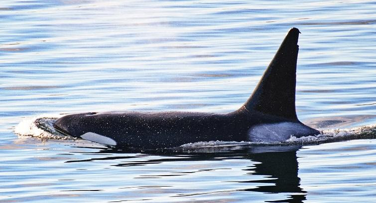Orca Network's March 17, 2023 Whale Sighting Report (thru 14th): Js in Haro Strait!; T46s, T87, T124A2s, &amp; T137s roam around Puget Sound!; Gray whales CRC56, CRC185, CRC2441, &amp; CRC2449 have returned - 9 grays in Puget Sound!
Full report: conta.cc/3JLKMf7
📸 David Estroff