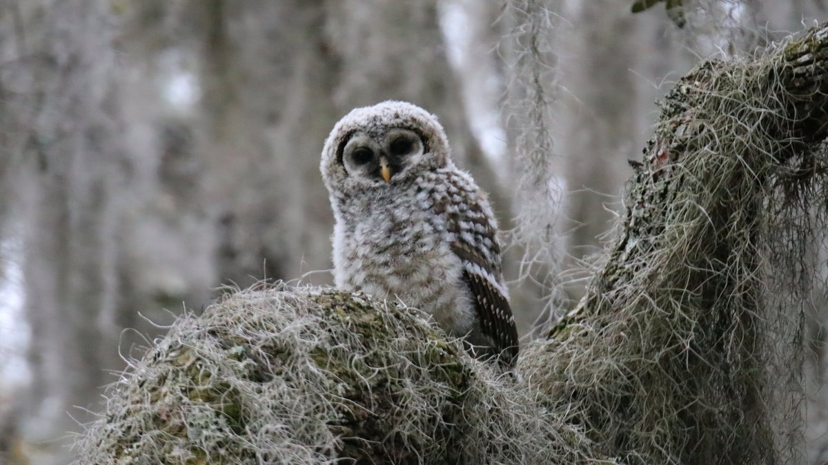JimBaileyPhotos's tweet image. Found this cute little Barred Owl at the Ravine Gardens State Park this morning in Palatka FL. Also found his brother/sister in the next tree over. @FLStateParks  #floridastateparks #naturephotography #barredowl @CanonUSAimaging #canon  jimbaileyphotography.com