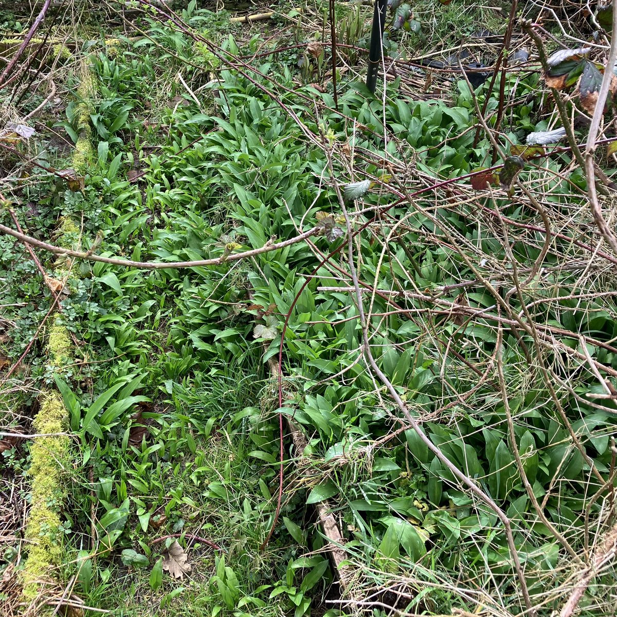 janet_t_55's tweet image. …here we are @billlking …

…original ‘Thug bed’ on right…that’s the path just left of centre!

#WildGarlic #Ramsons #AllotmentLife #GardeningTwitter #Spring #ThugBed