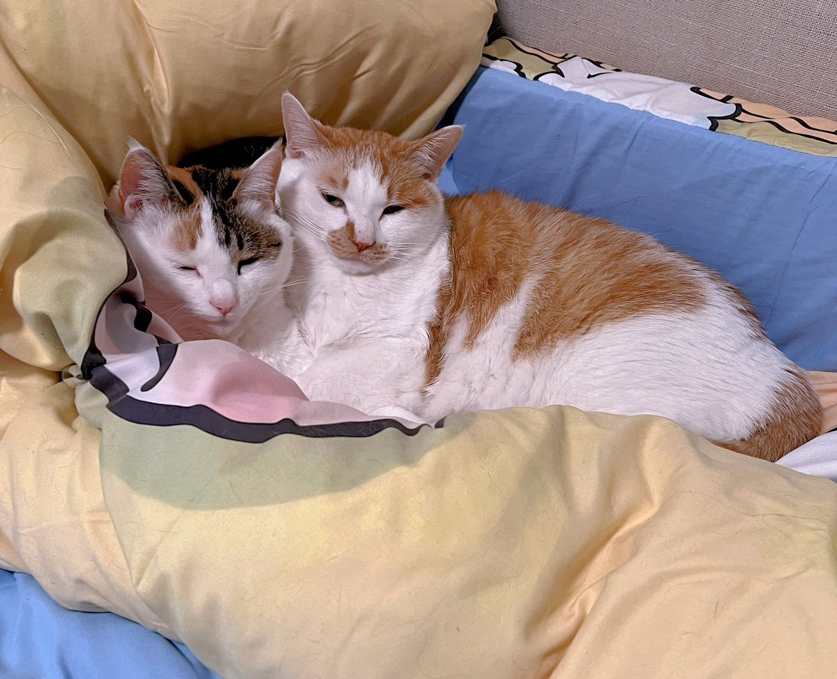 简直像双头猫#晒猫, image size:1200x974