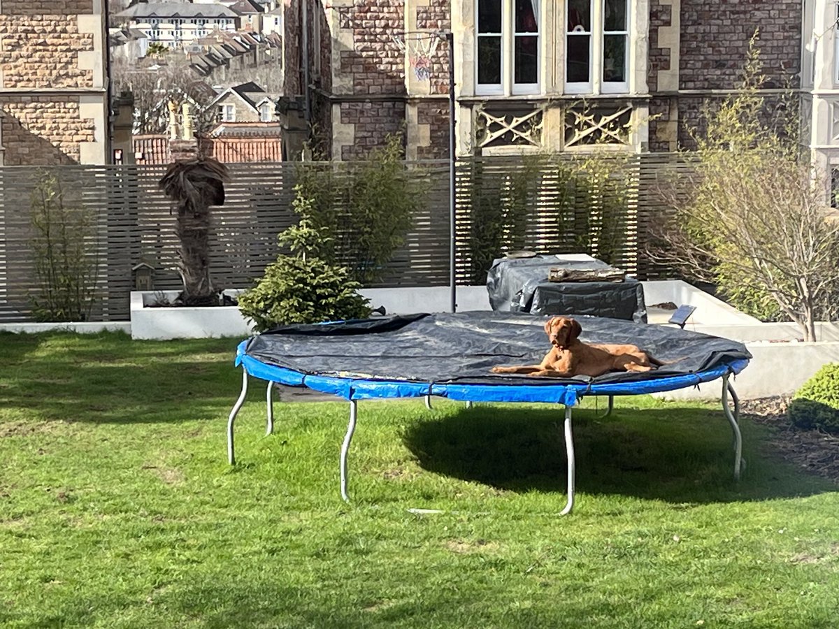 Anthony Koupparis (@akoupparis) on Twitter photo Tico’s new dog bed !! Tico’s new dog bed !!