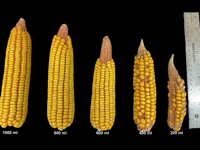 With a changing climate, understanding #corn responses to drought is important. Scientists exposed corn plants to various levels of drought during flowering, and cob size decreased with increased #drought stress: ow.ly/Hgpn50NaPNa <a href="/MSU_AG/">MSU CALS/MAFES</a> 

📸: Ranadheer Vennam