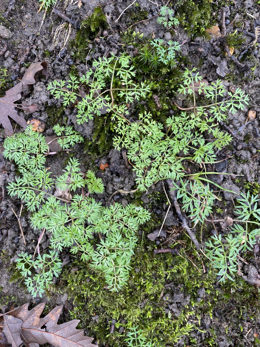 alison_fure's tweet photo. A bank of Pignut featured in Putney Vale Cemetery on the Botany Section walk London Natural History Society #LNHS https://t.co/ZxbOWPV8il