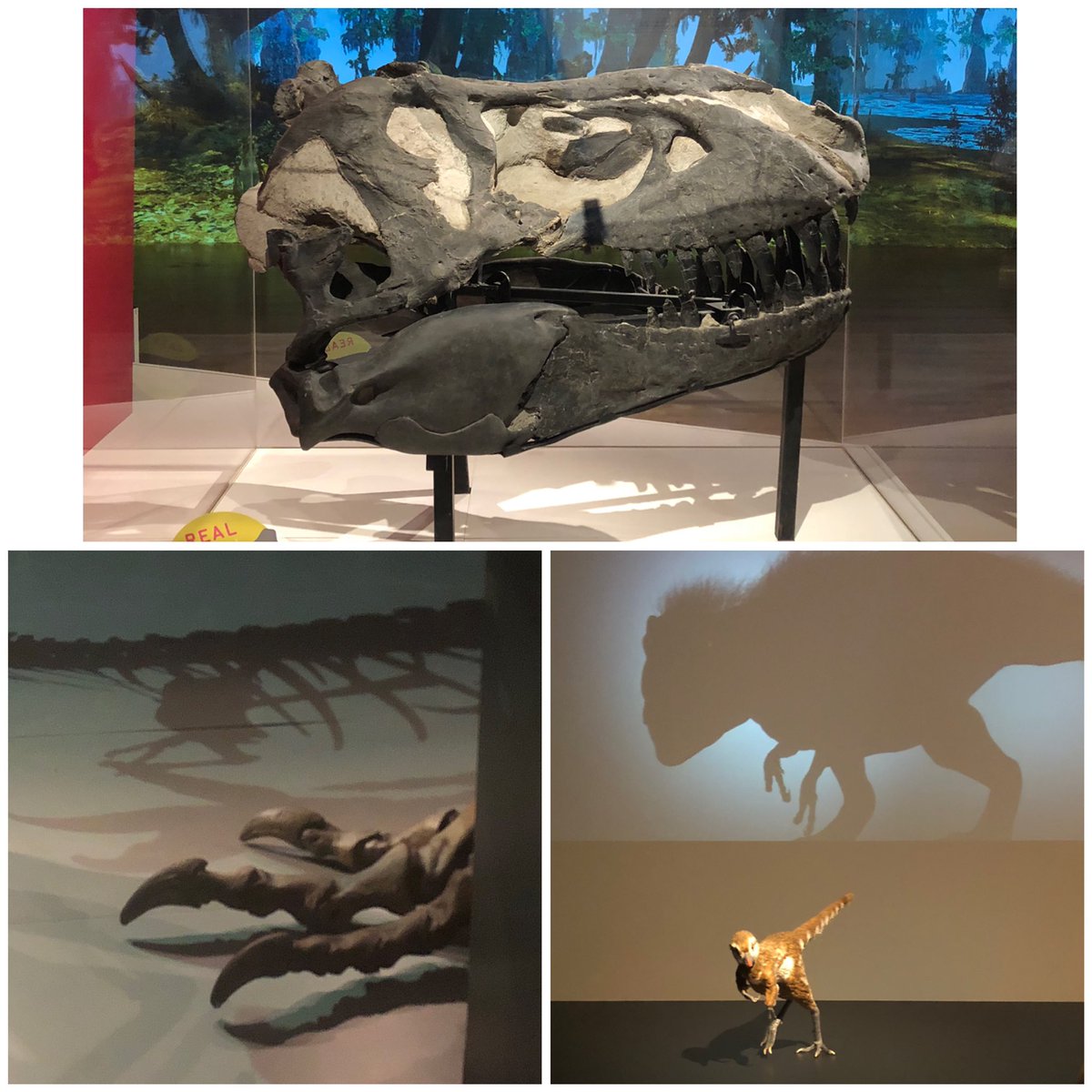 KellyH_Museum's tweet photo. T rex adventures at @ROMtoronto See T rex and tyrannosaur friends right up close! #fossilfriday #MarchBreak https://t.co/rOQ595jaFl