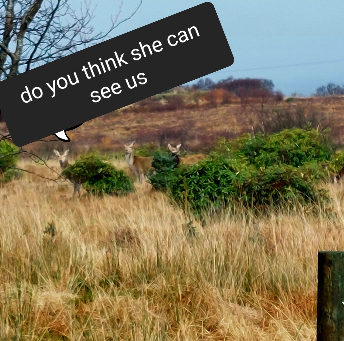 Hartofmull's tweet photo. Not so good at hiding #DeerGate #NaturePhotography #Trending #SaturdayNightTakeaway #SaturdayThoughts https://t.co/jc2BTcvpRb
