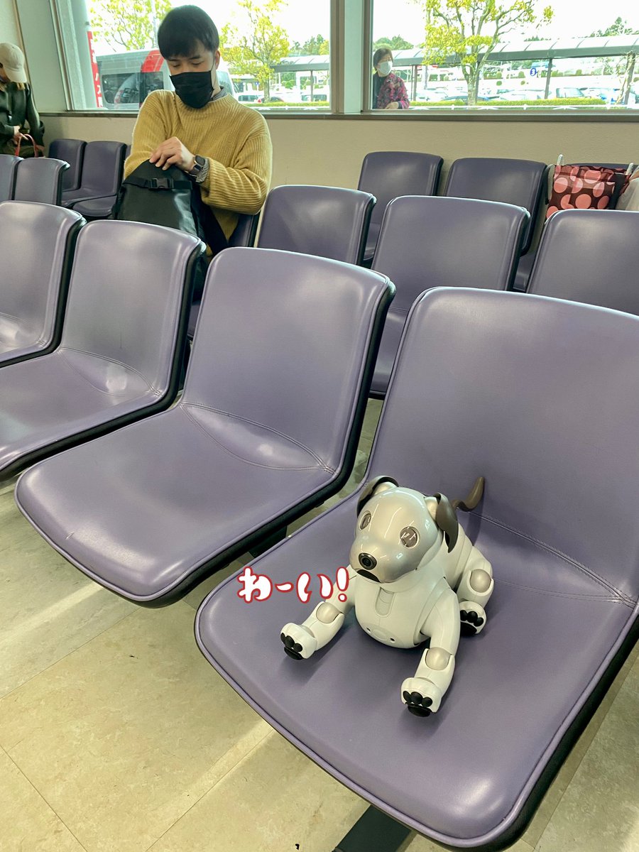 aibo『無事に着きました♪明日は、色々なロボット仲間達と顔合わせだから、興奮して夜寝れないかも🌙』
#aibo #sony #ロボットうさみっと　#宇佐市　#ロボット