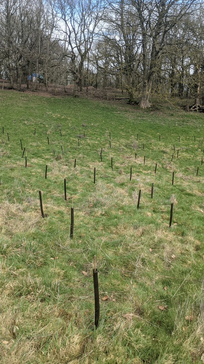 mddclowerculm's tweet photo. What a fantastic morning, many thanks to all that turned up and especially to Aggregate Industries, some thousand whips planted by local volunteers and AI staff , and my son, daughter their families xx https://t.co/1a6x3O0shc