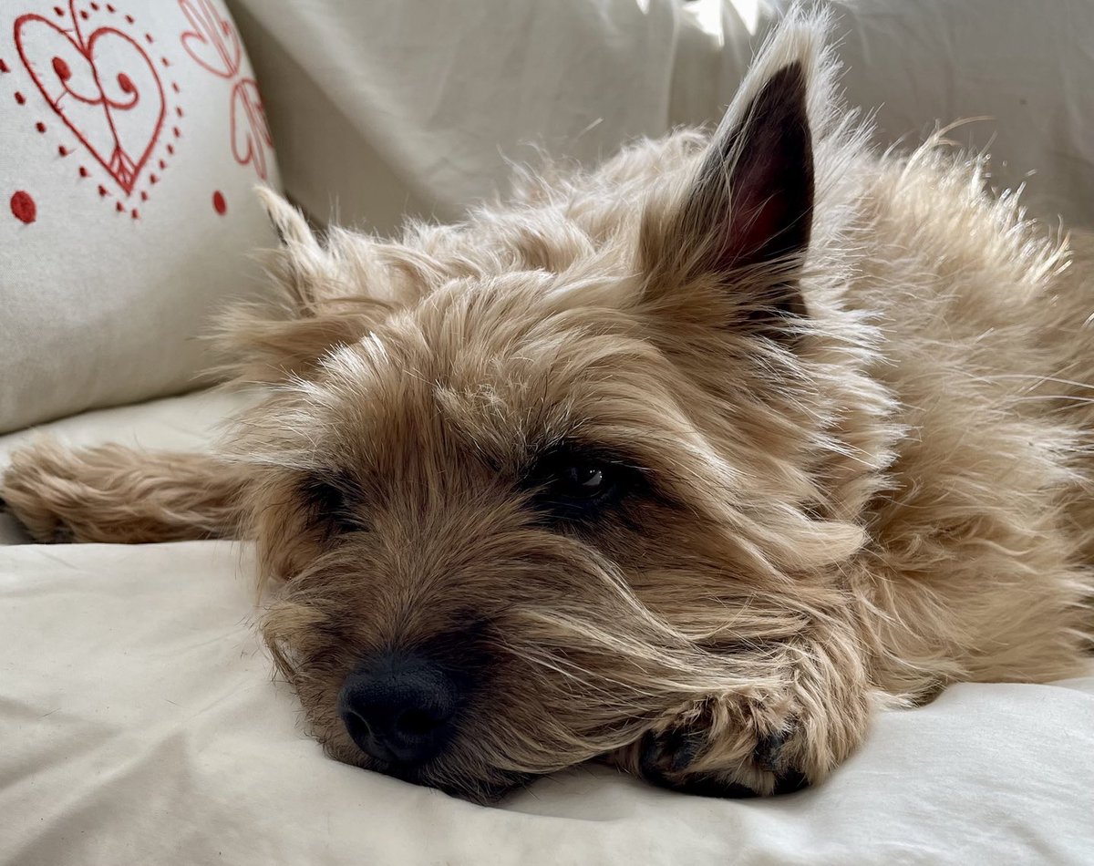 PJ Puppermum 🇨🇦 tweet media