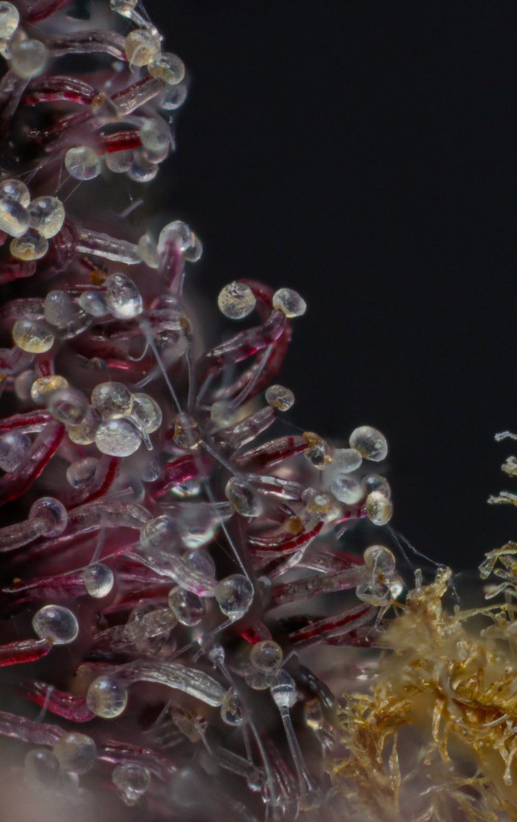 Wedding cake macro shot