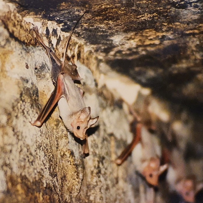 Bat_Watch's tweet photo. This #Baturday, let us go across the pond to learn about the Egyptian mouse-tailed bat (Rhinopoma cystops)...  read more: https://t.co/ByDBgzZwI5

Photo Credits: Lorenzo Vinciguerra (cropped) https://t.co/WeY3jiJqEC