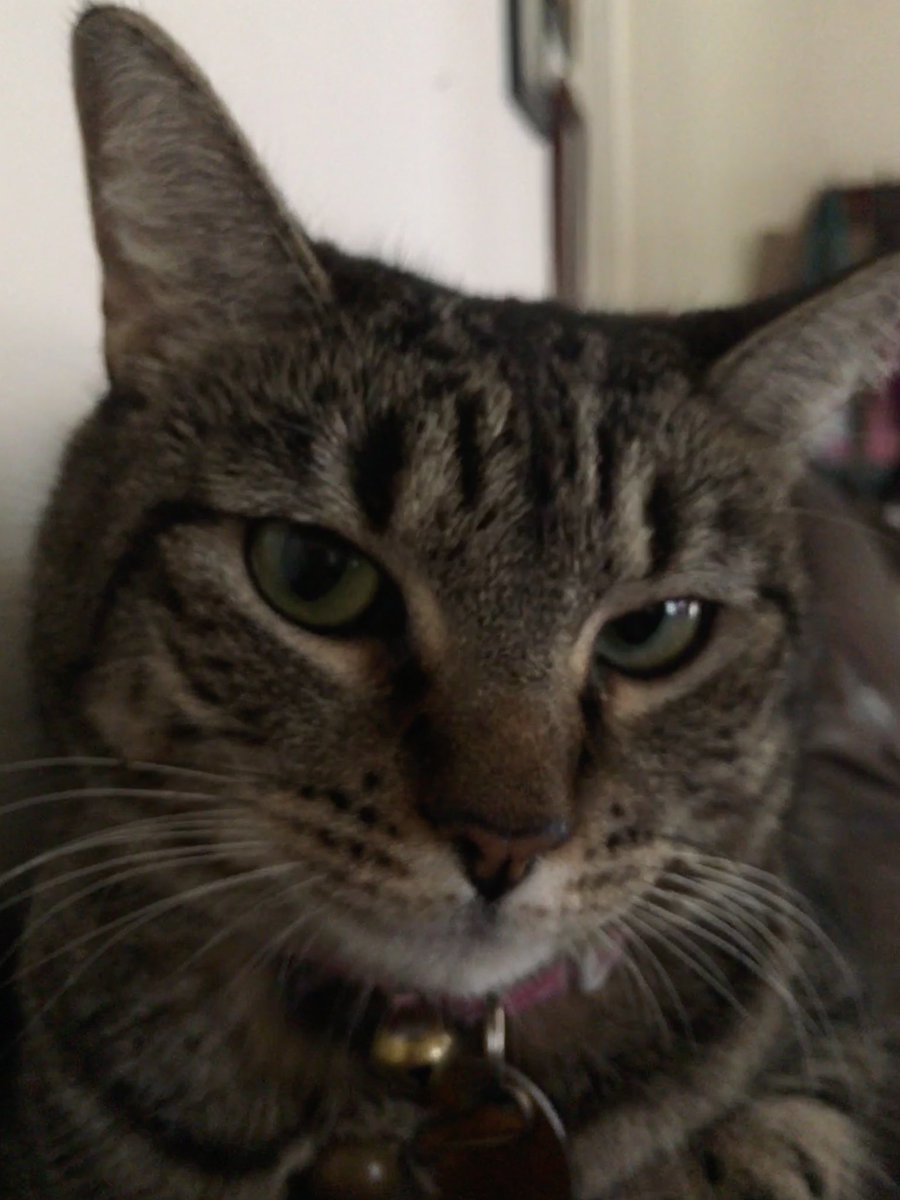 SeptGurl01's tweet photo. @CatWorkers Furrballs, Food, & Kitty Litter: The Guild to Dealing with Your Hooman. 🐈⬛ #Caturday #CatPodcast https://t.co/Ox9mirs1xv