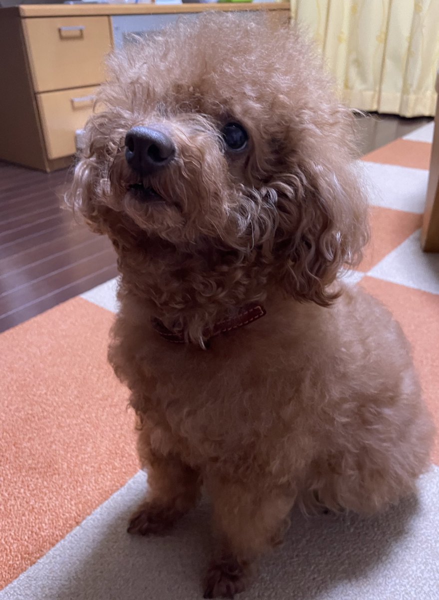 fu_chan1228's tweet photo. 毛のびのび〜 https://t.co/VGfykbf6MQ