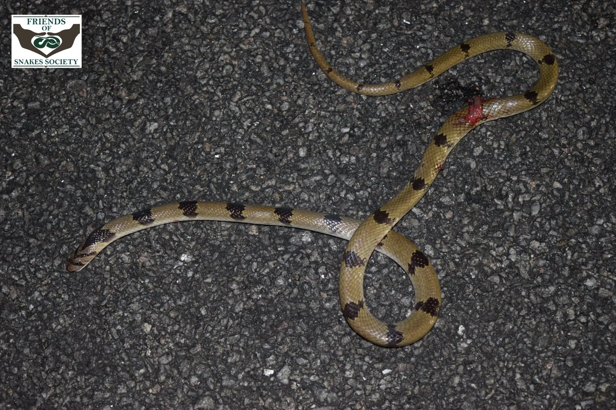 Friends of Snakes tweet media